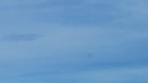 Flying cranes Stock-Footage 305865253