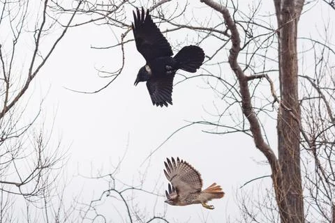 Flying crow and buzzard eagle in a forest in Toronto, Canada 写真素材