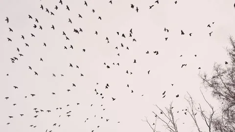 Flying Crow Flock Circling in Sky Before Migration – Dramatic Bird Behavior Vídeos de archivo 330110396