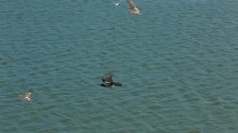 Flying Crow 库存影片 22279626