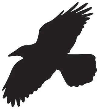 Flying crow Stock Illustration