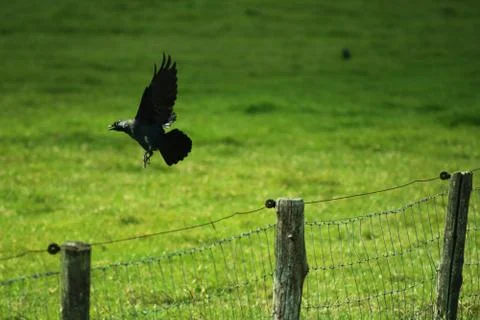 Flying crow in the meadow Stock Photos