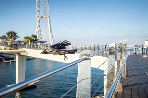 Flying Crow Stock Photos