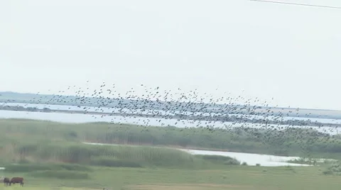 Flying Crows 動画素材 7737577