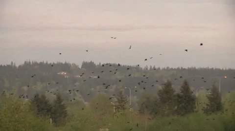 Flying crows Stock Footage 49861612