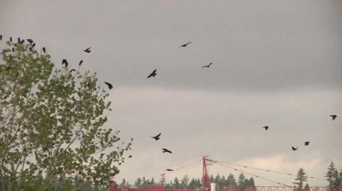 Flying crows Stock Footage 49861618