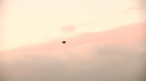 Flying crows Stock Footage 49861622