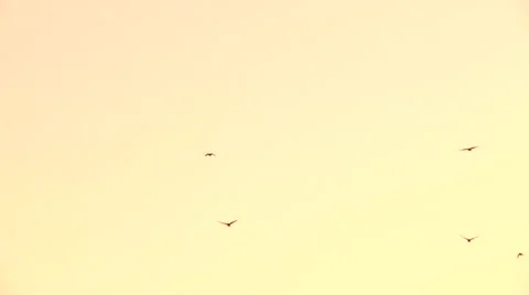 Flying crows Stock Footage 49861630