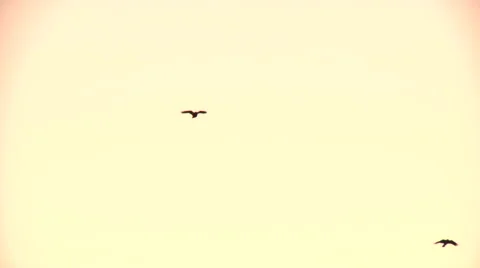 Flying crows Stock Footage 49861635