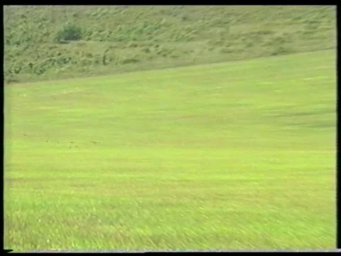 Flying Crows Stock Footage 343649673