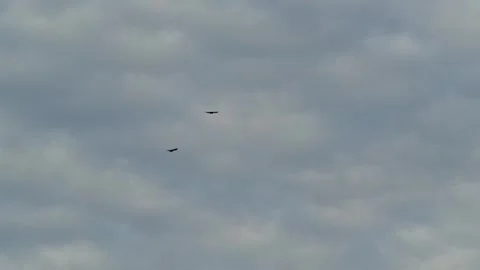 Flying Crows - Overcast Sky - Vancouver - British Columbia - Canada Stock Footage 347127349