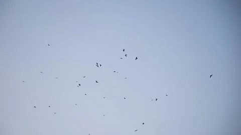 Flying crows in the sky. Stock Footage 220067815