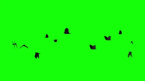 Flying Crows Transition for Spooky Environments - Seamless VFX Loop Stock Footage 332063225