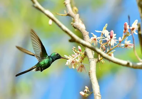 Flying Cuban Emerald Hummingbird (Chlorostilbon ricordii) Stock Photos