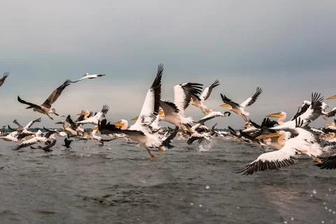 Flying Dalmatian pelicans in the Danube Delta, Romania Stock Photos