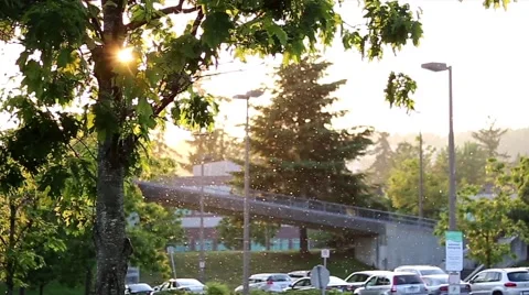 Flying dandelion with backlight shot Stock Footage 50490617