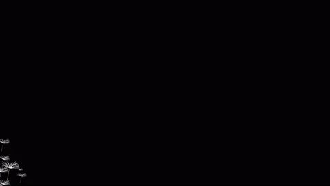 Flying dandelion on a black background Stock Footage 92960688