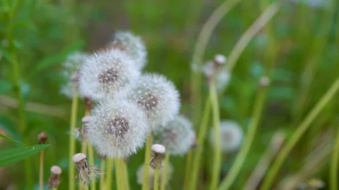 Flying dandelion down Stock Footage 94482374