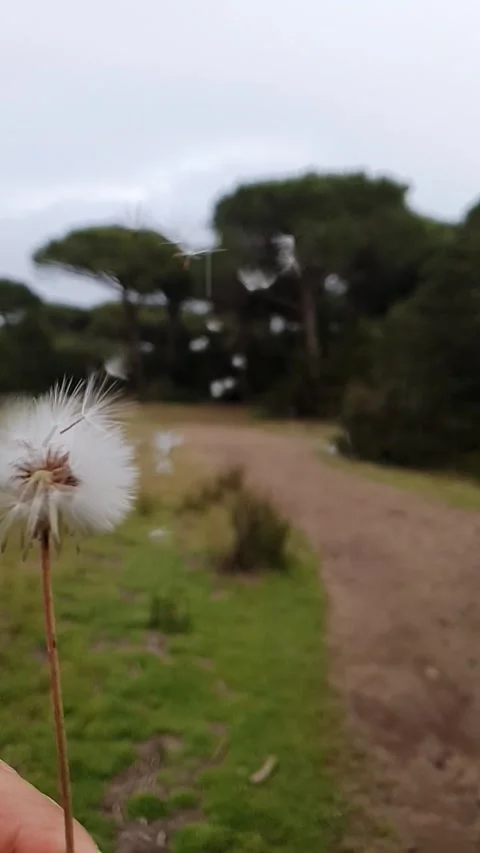 Flying dandelion. Stock Footage 194727448