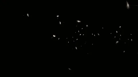 Flying dandelion seeds on black background 4k Stock Footage 107557808