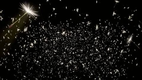 Flying dandelion seeds on black background by group in large quantity 4 K Stock Footage 107581094