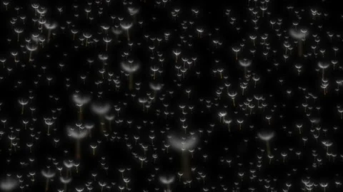 Flying dandelion seeds on a black background. Depth of field. Stock Footage 108125591