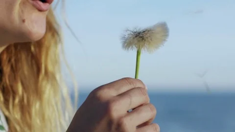 Flying dandelion seeds Video stock 76048622