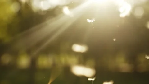 Flying dandelion seeds at the sunset Stock Footage 157020512