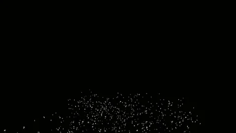 Flying dandelion seeds in the wind on a black background 4k Stock Footage 107562969