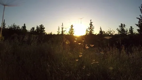 Flying with Dandelion in Sunset - Slow Motion Stock Footage 75406405