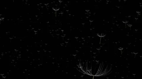 Flying dandelions on black background. Animation Stock Footage 102428863