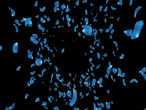 Flying Dark Blue Rose Flower Petals Falling Background Alpha matte Loop 4k Stock Footage 71896967
