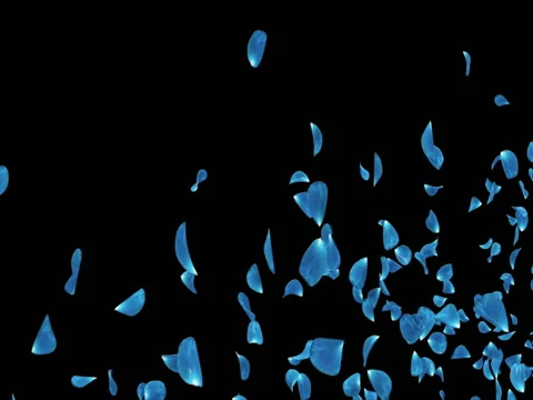 Flying Dark Blue Rose Flower Petals Placeholder Falling Alpha matte Loop 4k Stock Footage 71897358
