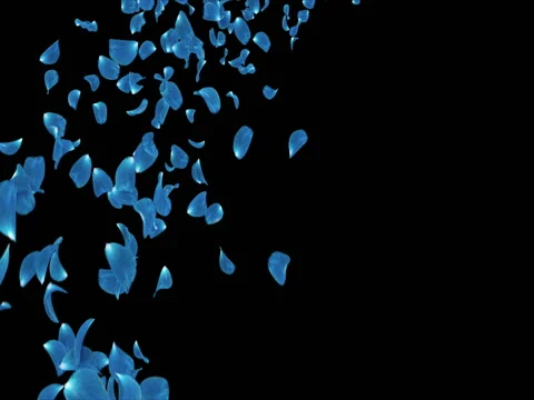 Flying Dark Blue Rose Flower Petals Falling Placeholder Alpha matte Loop 4k Stock Footage 71897861