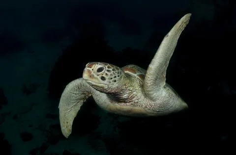 Flying in the dark Stock Photos