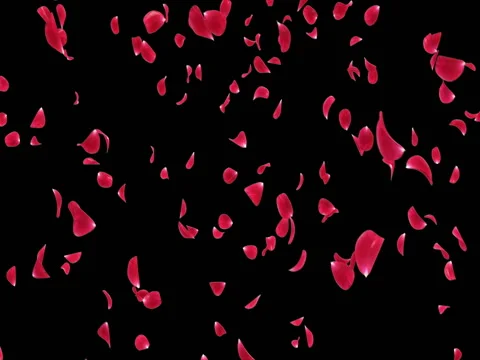 Flying Dark Red Rose Flower Petals Falling Background Alpha matte Loop 4k Stock Footage 71897318