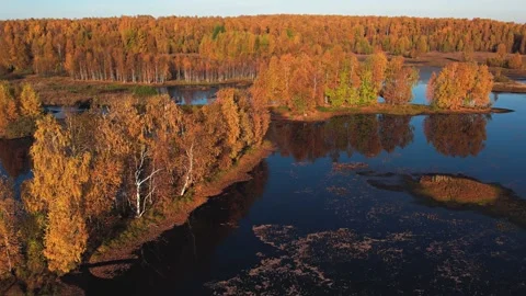 Flying at dawn over a lake surrounded by yellow trees.Golden autumn.Aerial photo Stock-Footage 163587906