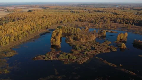 Flying at dawn over a lake surrounded by yellow trees.Golden autumn.Aerial photo Stock-Footage 163587910