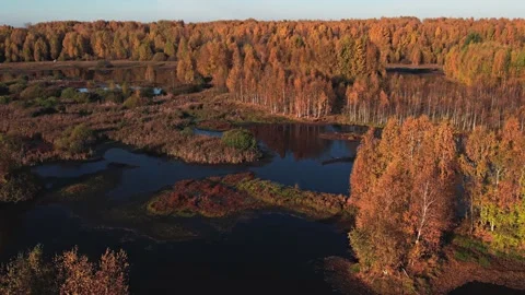 Flying at dawn over a lake surrounded by yellow trees.Golden autumn.Aerial photo Stock Footage 164424882