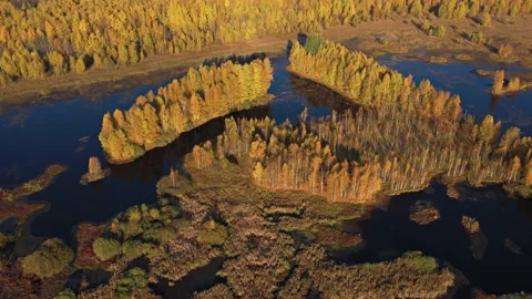 Flying at dawn over a lake surrounded by yellow trees.Golden autumn.Aerial photo Stock Footage 164424963