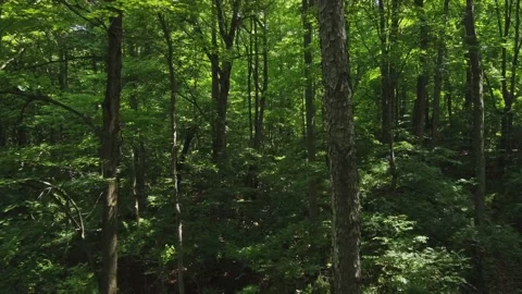 Flying Deep into a Forest Stock Footage 201766074