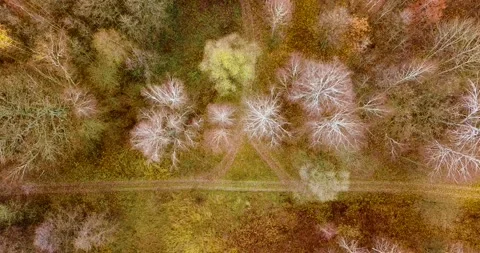 Flying directly above forest road in the beautiful deciduous forest in late fall Stock Footage 139422244