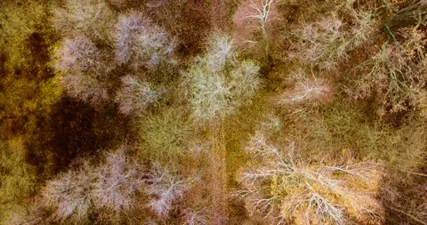 Flying directly above forest road in the beautiful deciduous forest in late fall Stock Footage 139422657