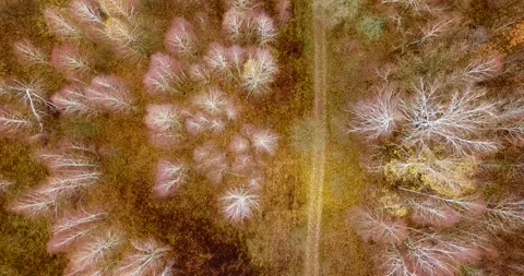 Flying directly above forest road in the beautiful birch forest in late autumn. Stock Footage 139500441