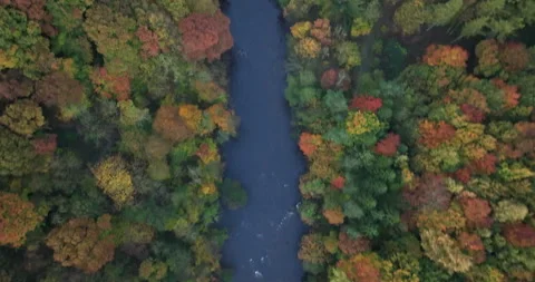 Flying directly above a river and forest Video stock 289542575