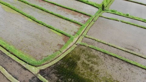 Flying directly over a rice field in Bali Unesco Site 4K Stock Footage 168047552