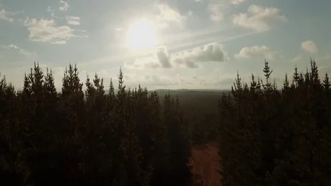 Flying up from a dirt road above a pine forest Video stock 81659077
