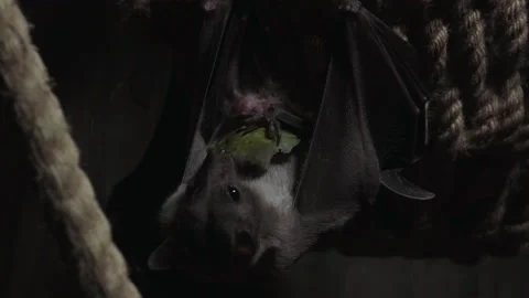 Flying dog hanging upside down and eating a pear Stock Footage 155774664