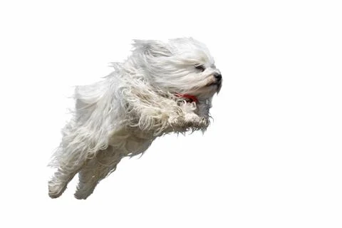 Flying dog Stock Photos