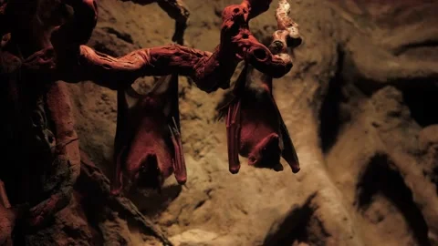 Flying dogs hang upside down and eat. Video stock 239123735